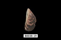 藏品(紫孔雀殼菜蛤)的圖片